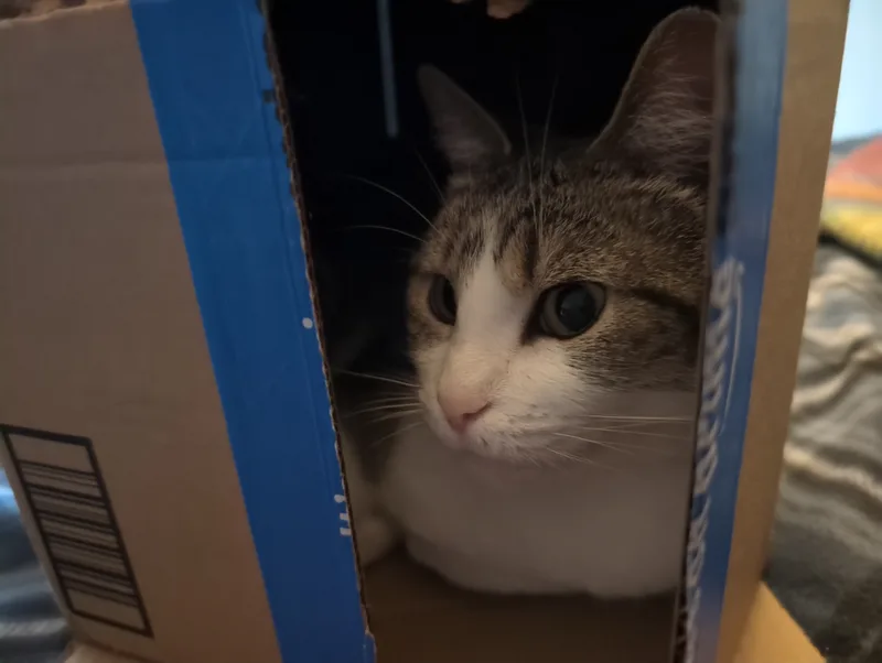 Sarabi Tabby
